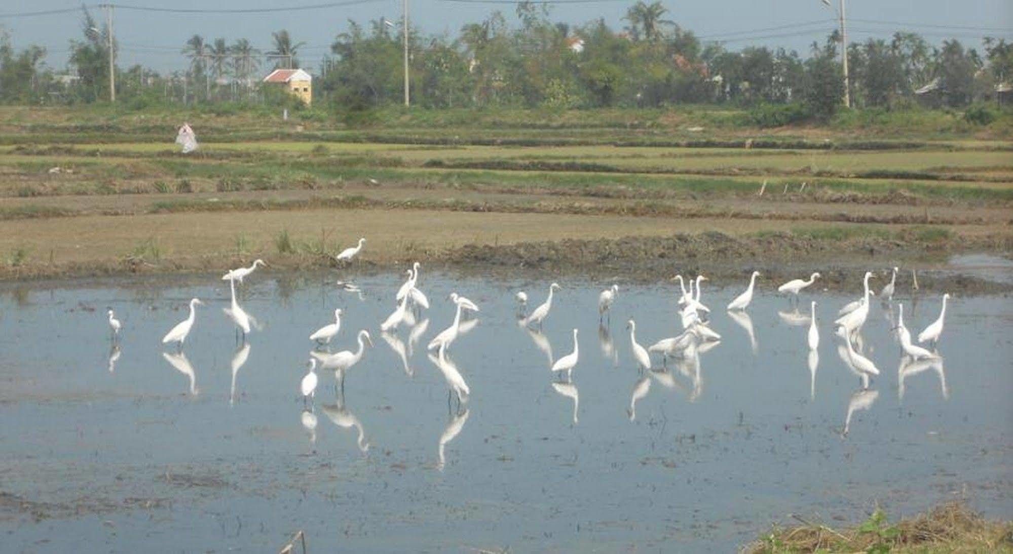 Lila Homestay Hoi An Exteriör bild